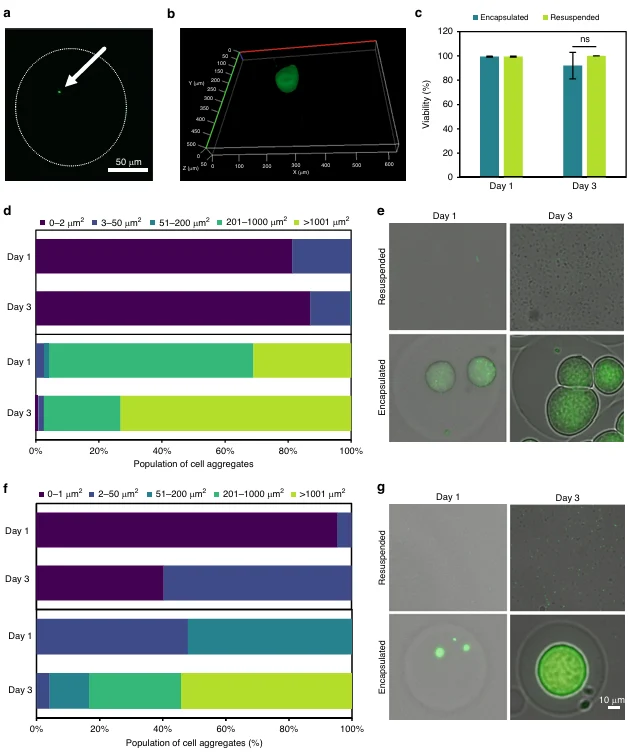 Encapsulated E. coli and Akkermansia muciniphila forming bacterial colonies inside 5% PEG4MAL microbeads compared with resuspended culture.