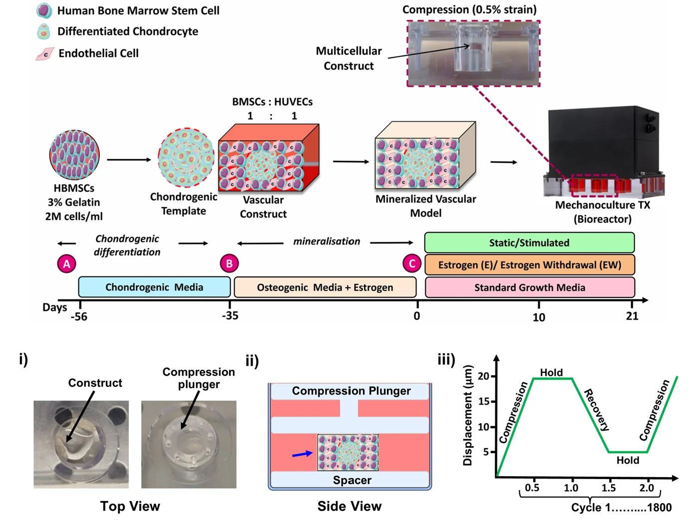 Mechanical loading of bone organoids using the CellScale MechanoCulture TX in a vascularized bone model.