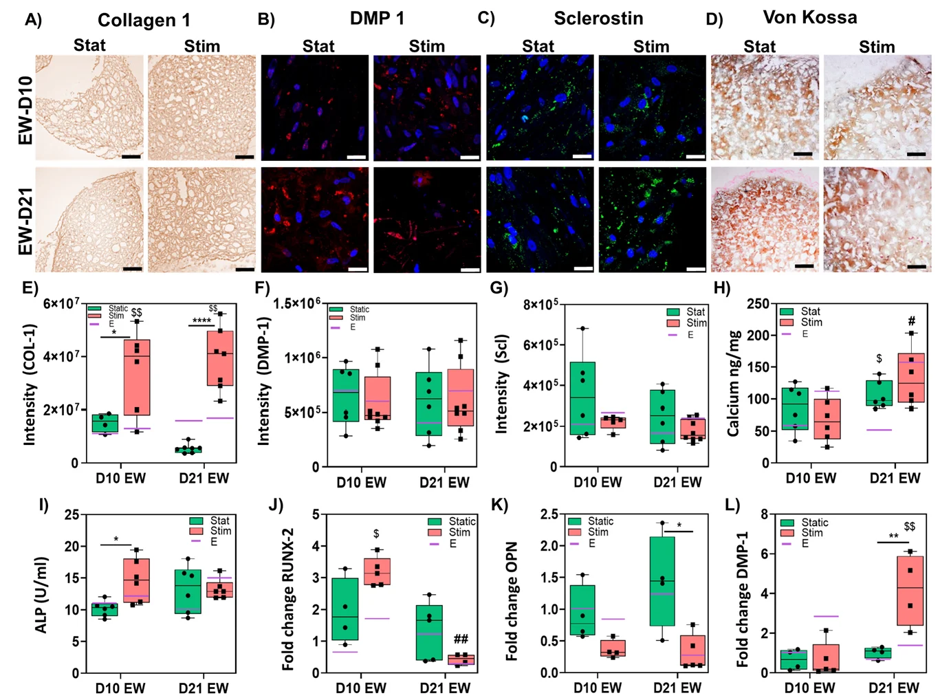 Collagen I, DMP1, mineral staining and osteogenic markers in static and mechanically stimulated vascularized bone organoids after estrogen withdrawal.