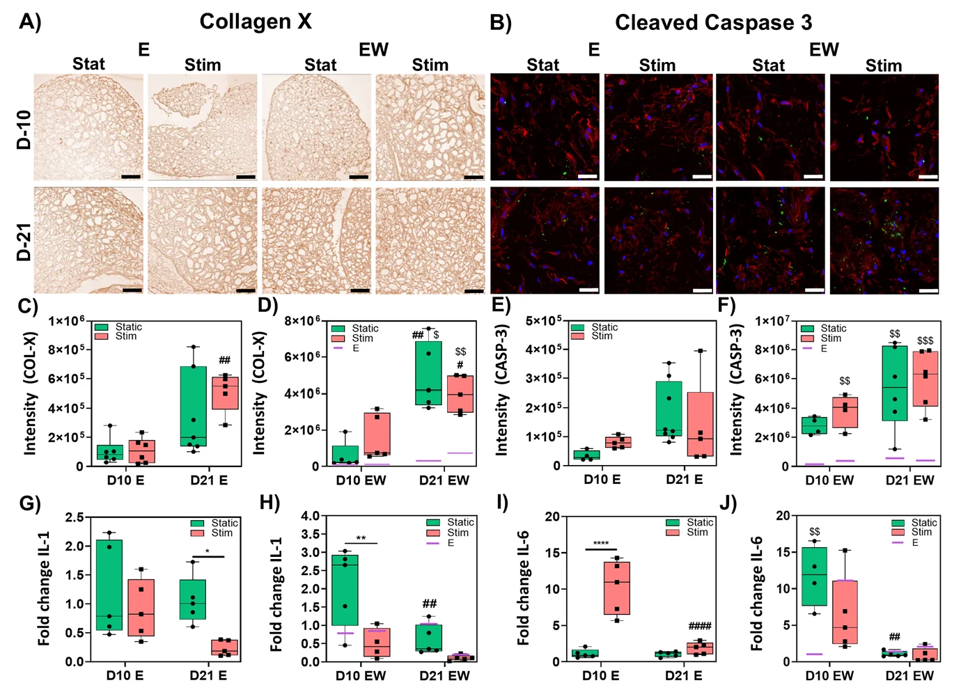Collagen X and cleaved caspase-3 measurements in estrogen-supplemented and estrogen-withdrawal vascularized bone constructs.