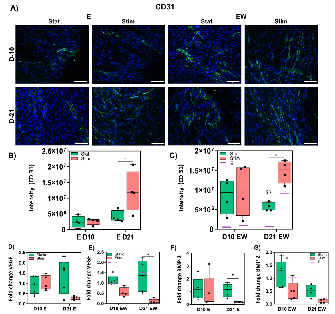 CD31 staining and vascularization measurements in static and mechanically stimulated bone constructs with and without estrogen.