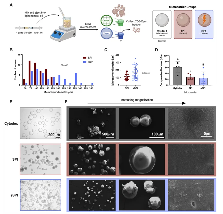 Soy protein microcarriers for cultivated meat, showing fabrication, particle size, compressive modulus, brightfield images, and electron microscopy compared with Cytodex 3.
