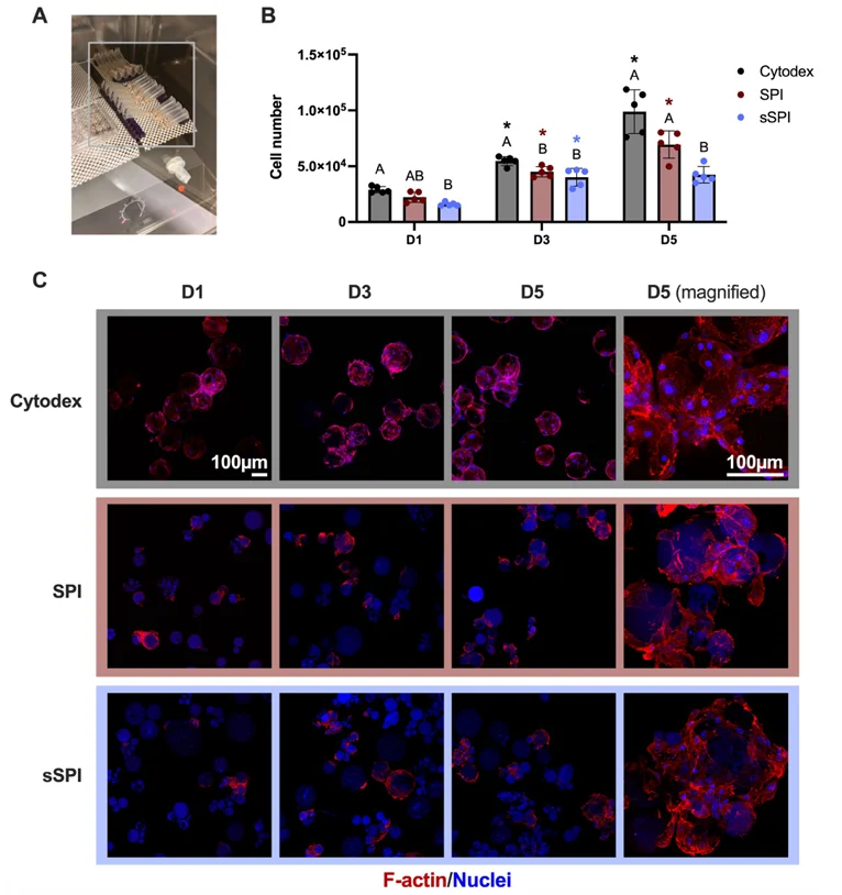 Bovine satellite cell numbers and fluorescence microscopy images on Cytodex 3, SPI, and sSPI microcarriers over five days of culture.