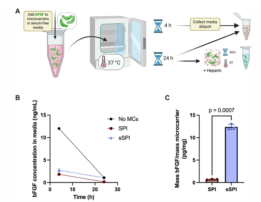 Experimental workflow and measurements of bFGF in the surrounding media and recovered from SPI and sSPI microcarriers.
