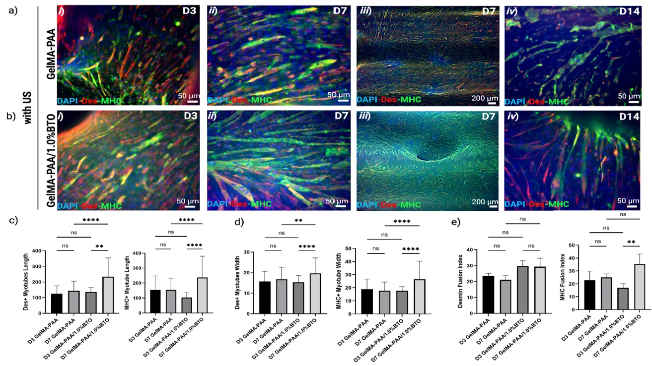 Myotube immunofluorescence at days 3, 7, and 14 on GelMA-PAA and BTO platforms under ultrasound, with maturation measurements.