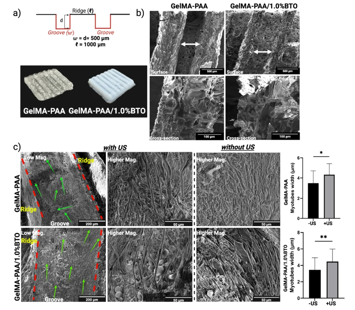 3D-printed hydrogel microchannels and SEM images showing aligned C2C12 myotubes with and without ultrasound stimulation.