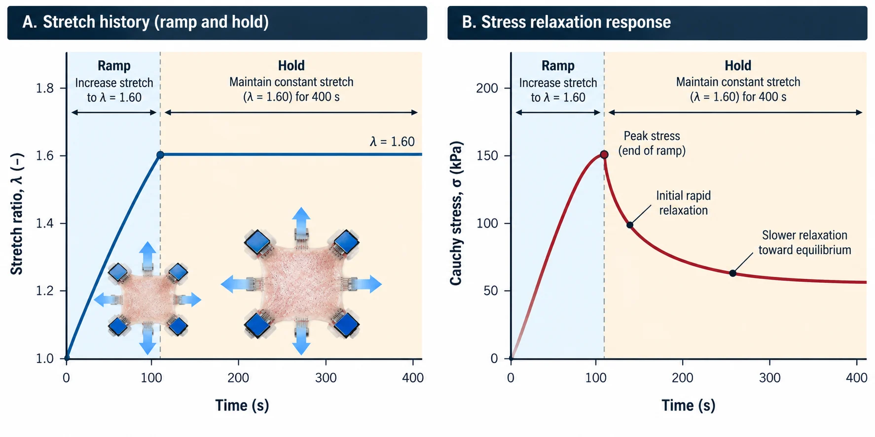Stress relaxation test showing constant aortic tissue stretch and decreasing stress over time.
