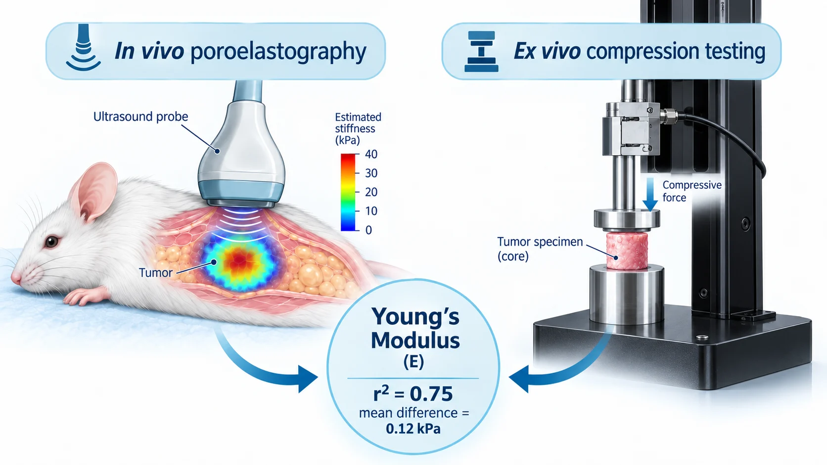 Ultrasound poroelastography workflow for measuring tumor Young's modulus before ex vivo mechanical testing.