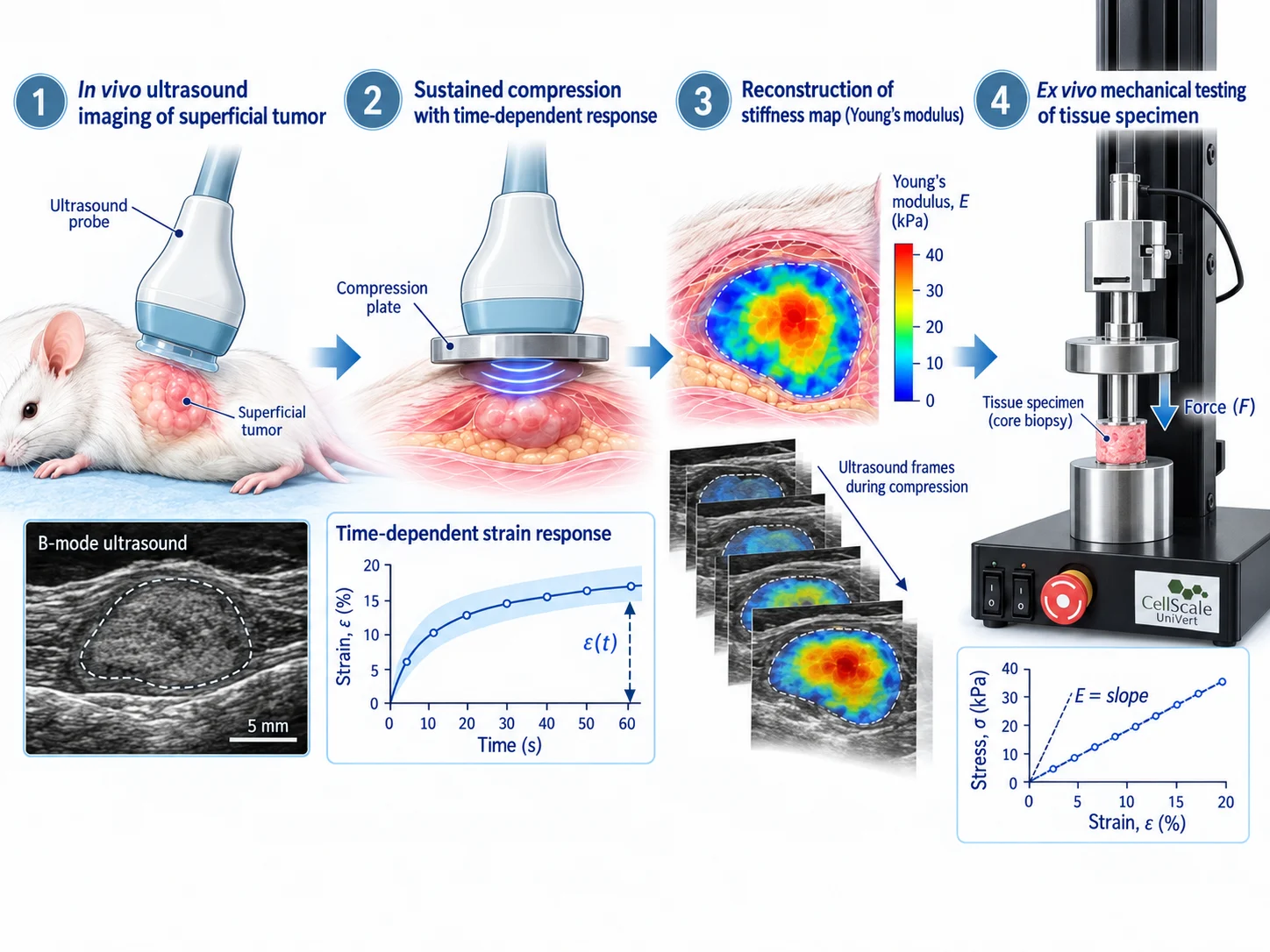 Comparison of in vivo poroelastography and ex vivo mechanical estimates of tumor Young's modulus.
