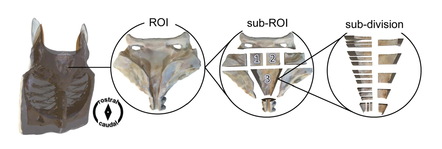 Cartilage mechanical testing sampling design showing regions of the devil ray neurocranium divided into regions, sub-regions and smaller tissue sections.