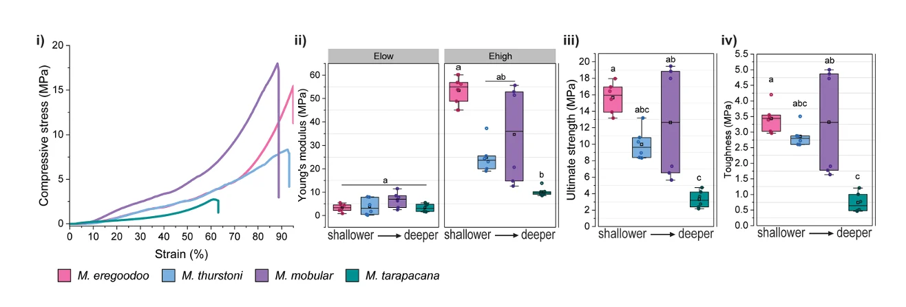 Compression-to-failure results for neurocranial cartilage from four devil ray species, showing Young's modulus, strength and toughness across shallower and deeper-ranging species.