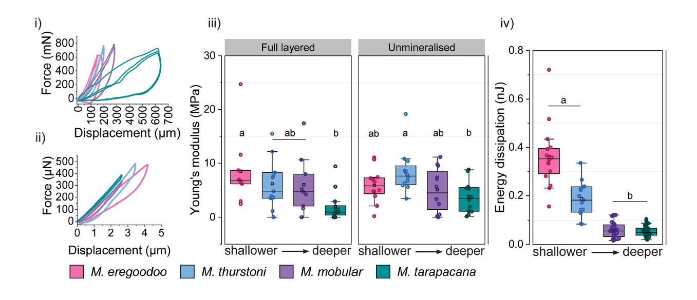 Micro-indentation load-displacement curves and Young's modulus measurements from MicroTester G2 testing of full-layered and unmineralized devil ray cartilage.